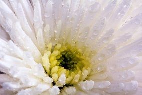 white chrysanthemum flower macro