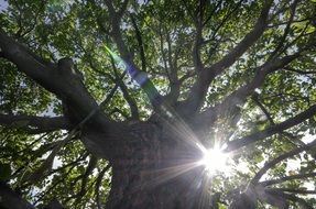 Sun is shining through the tree
