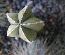 cactus in the shape of a star