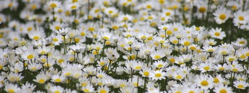 beautiful chamomile field