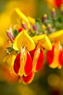 bright bloom with yellow and red petals