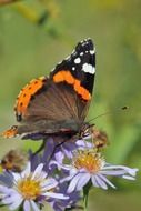 Butterfly on camomile
