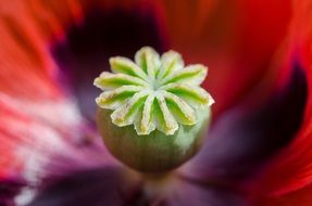 poppy flower with green seeds box at center