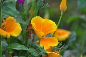 bright yellow flowers among the garden closeup