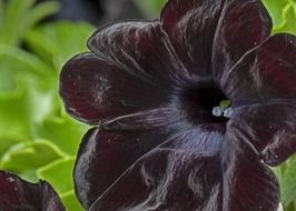 Picture of the deep red black flower