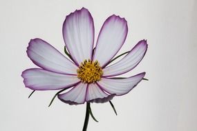 cosmos incomparable flower