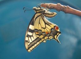 filigreed swallowtail butterfly on the tree twig