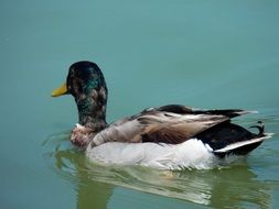 mallard drake swims on pond