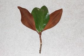 Stalk with brown and green leaves