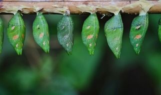 parides iphidamas larvae, green cocoons in row