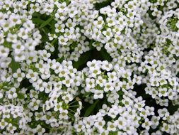 A lot of the white flowers in spring field