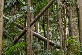 tropical eucalyptus forest in Australia