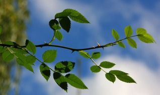 branch with leaves against the blue sky