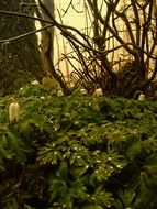 buds of forest anemone