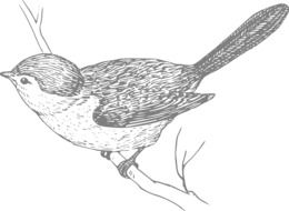 Pencil drawing of a bird on a branch