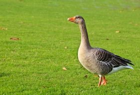 wild goose animal on grass