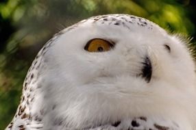 snowy white owl bird portrait