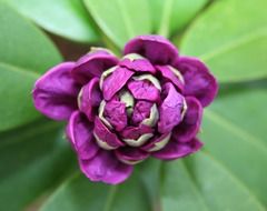 purple rhododendron flower macro