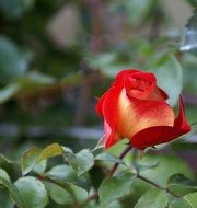 red rose in the shade of leaves