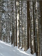 magical snowy forest