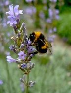 bumblebee on blue inflorescences close-up