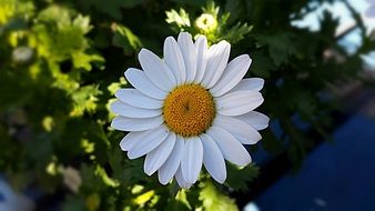 beautiful and delightful daisy