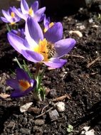 Violet crocus in the spring garden