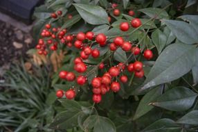 red berries on a green plant