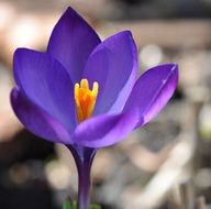 purple crocus flower