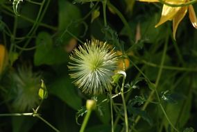 White flower among other plants in nature