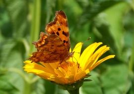 spotted butterfly on yellow flower