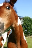 portrait of a foal in the pasture