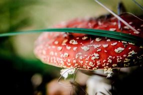 Red fly agaric in autumn