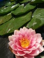 aquatic water lily in pond close-up