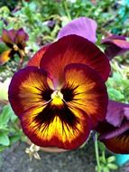 pansy is a wild flower close-up