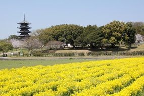 Five Story Pagoda in the Okayama