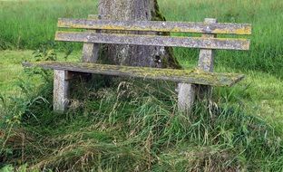 wooden bench near the tree