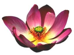 graphic image of a pink lotus