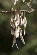 tree branch with seeds