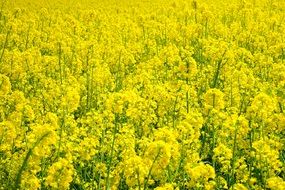 yellow field of rapeseeds