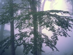 tall trees in the forest in the morning mist