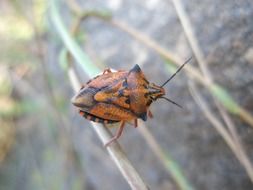 orange bug close-up