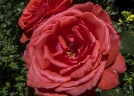 dark red beautiful rosebud