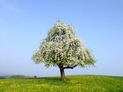 Beautiful tree with white blossoming flowers on the green field with yellow flowers
