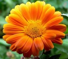 gerbera flower on green background