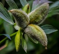 organic plant with green leaves