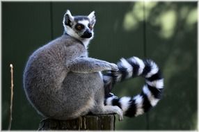 ringtail lemur on stump