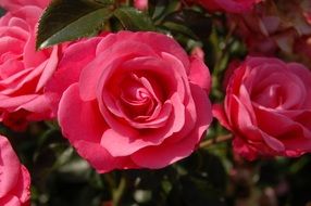 romance gentle roses