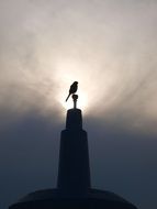 silhouette of bird perched spire at morning sun