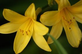 yellow lily flowers closeup